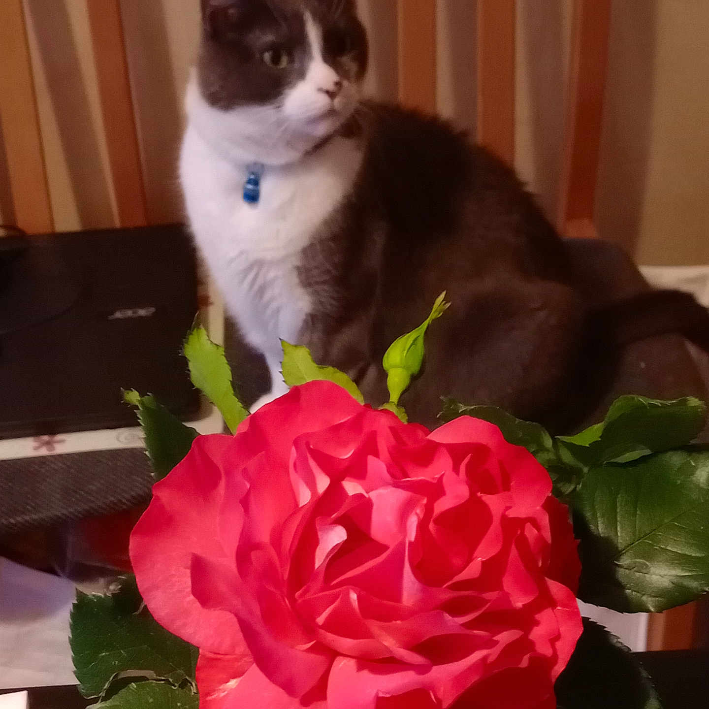 Grisou Faisseau participe au concours pour gagner de l'argent avec cette photo : background, cat, chair, close_up, collar, domestic_animal, feline, flower, green_leaves, houseplant, indoor, nature, pet, pink_rose, plant, rose, still_life, table, tuxedo_cat, wooden_chair