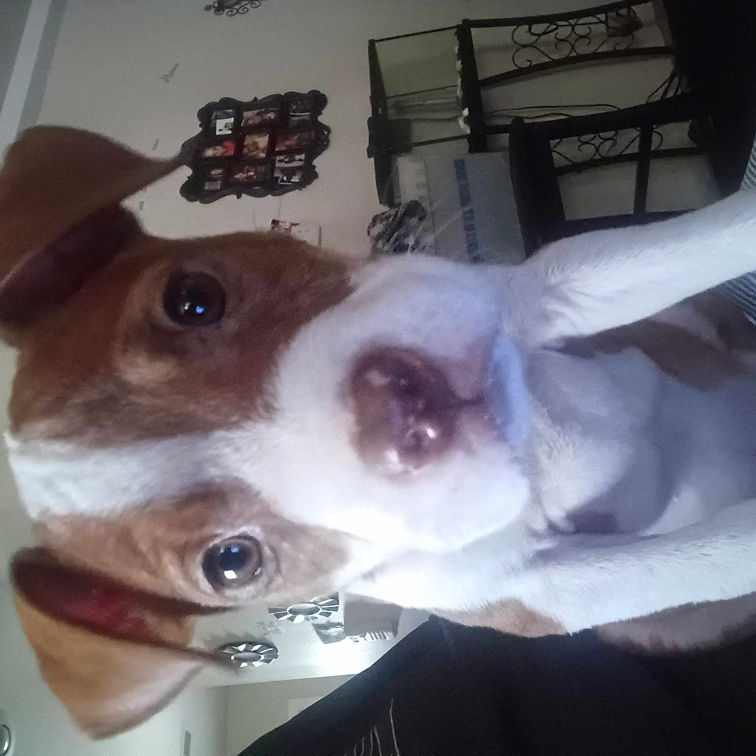 Cinnamon joined the competition — help win amazing prizes! canidae, carnivore, collar, comfort, companion_dog, dog, dog_breed, ear, eyelash, eyewear, fawn, fun, fur, jaw, nose, selfie, snout, sporting_group, whiskers, working_animal