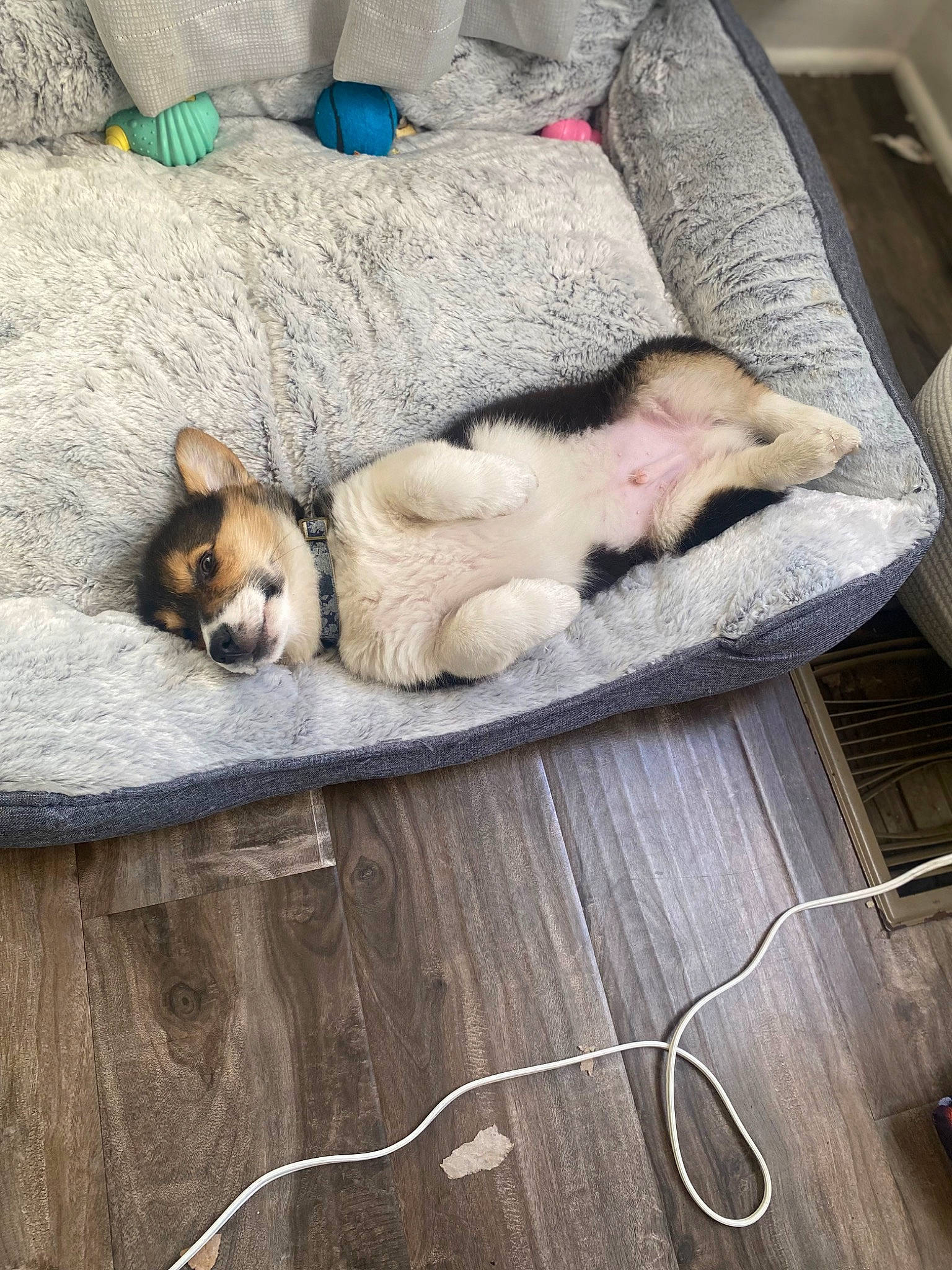 Yoshi joined the competition — help win amazing prizes! canidae, carnivore, comfort, companion_dog, dog, dog_breed, fawn, felidae, ferret, fur, hardwood, mammal, paw, small_to_medium_sized_cats, snout, sporting_group, tail, vertebrate, whiskers, wood