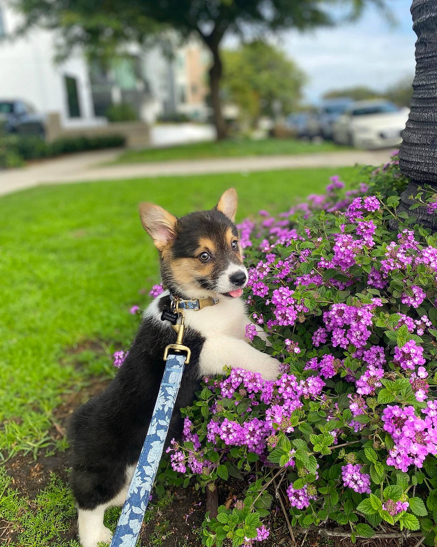 Yoshi joined the competition — help win amazing prizes! carnivore, chihuahua, collar, companion_dog, dog_breed, fawn, felidae, flower, grass, groundcover, lawn, petal, plant, purple, shrub, sky, tail, tree, whiskers, window