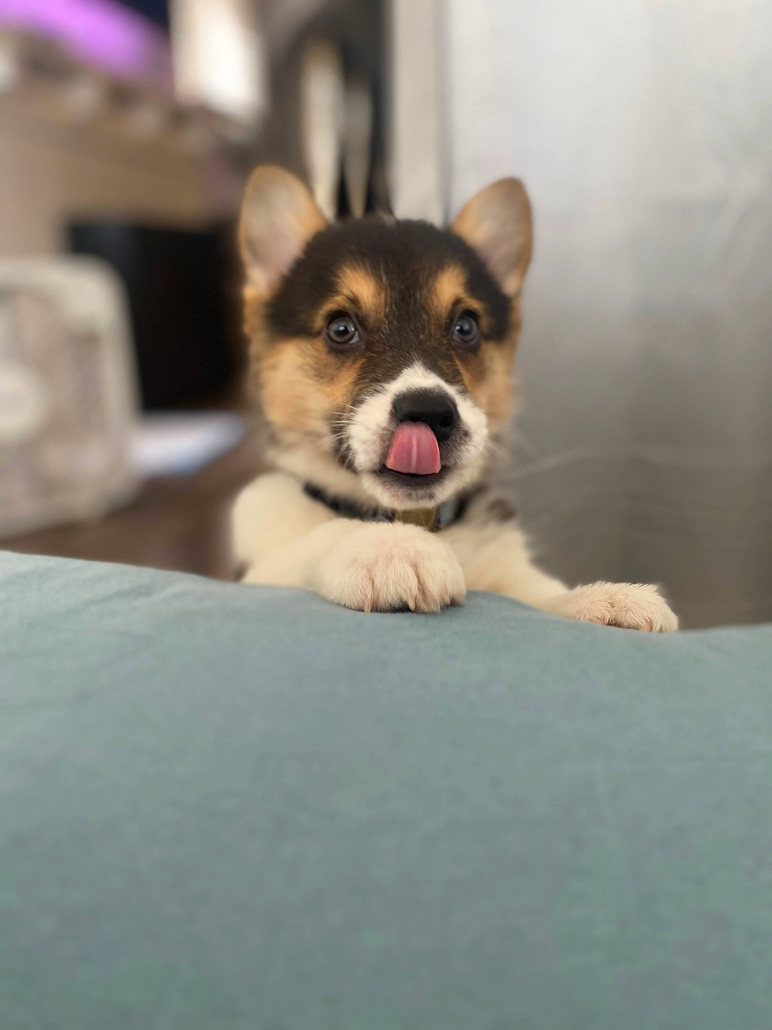 Yoshi is registered to the contest to win money with this photo: canidae, carnivore, companion_dog, dog, dog_breed, eye, fawn, fur, non_sporting_group, puppy, sitting, snout, sporting_group, terrestrial_animal, toy_dog, whiskers, wildlife, working_animal, working_dog