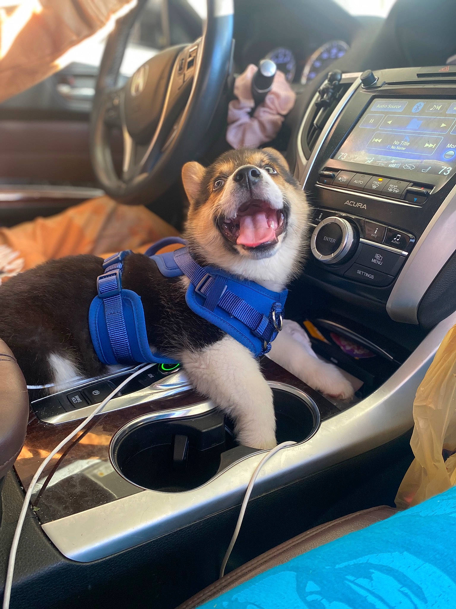 Yoshi joined the competition — help win amazing prizes! auto_part, automotive_design, automotive_exterior, car, car_seat, car_seat_cover, carnivore, center_console, companion_dog, dog, family_car, gear_shift, motor_vehicle, personal_luxury_car, radio, satellite_radio, steering_part, steering_wheel, vehicle, vehicle_door