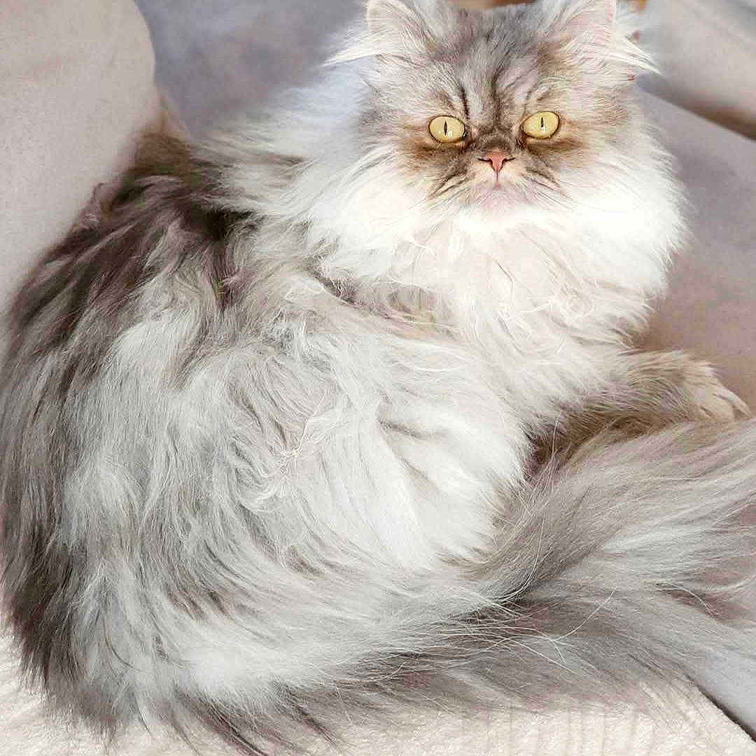 Grisou participe au concours pour gagner de l'argent avec cette photo : animal, cat, closeup, cute, domestic_cat, feline, fluffy, fur, gray, indoor, mammal, pet, portrait, relaxing, resting, soft, tail, whiskers, white, yellow_eyes