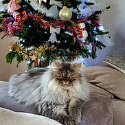 Grisou a rejoint le concours — aidez-le/la à gagner de superbes lots ! cat, fluffy, gray_cat, christmas_tree, ornaments, tinsel, lights, couch, pillow, holiday, decorations, indoor, pet, feline, relaxed, animal, festive, winter, home, cozy