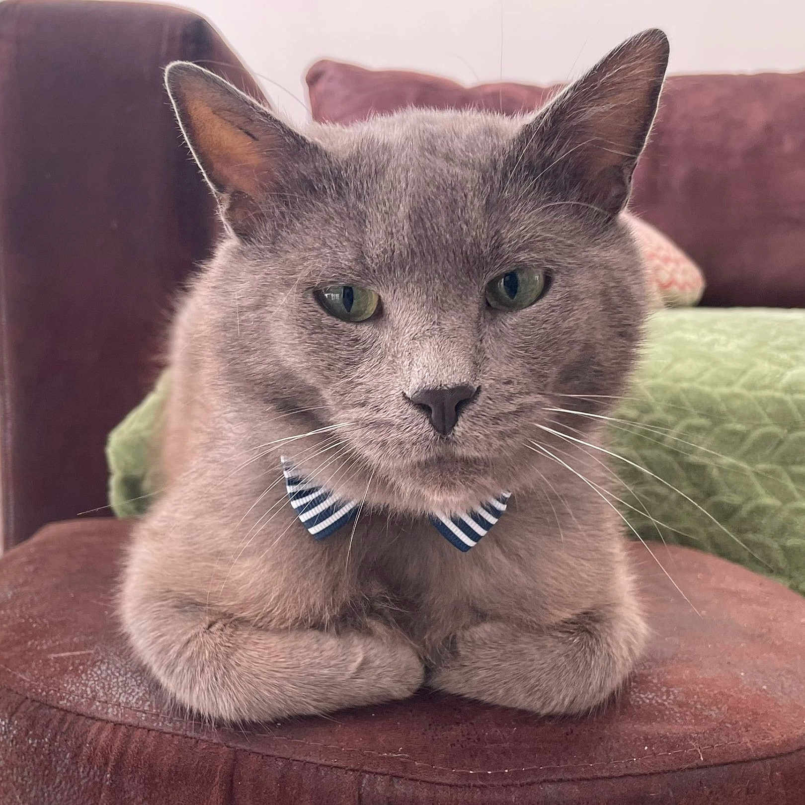 Mini-Mini a rejoint le concours — aidez-le/la à gagner de superbes lots ! cat, gray_cat, bow_tie, pet, animal, portrait, close_up, sitting, indoors, cushion, chair, pillows, green_blanket, whiskers, ears, eyes, fur, front_facing, cozy, funny