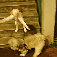 Abricot a rejoint le concours — aidez-le/la à gagner de superbes lots ! cat, dog, stairs, jumping, leaping, blurry, night, outdoor, animal, pet, fur, motion, action, playful, white_cat, fluffy_dog, steps, ground, blur, movement