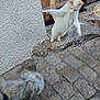 Abricot participe au concours pour gagner de l'argent avec cette photo : cat, dog, cobblestone, outdoor, playful, pet, animal, white_cat, fluffy_dog, wooden_door, stone_wall, movement, action, blur, paw, tail, sidewalk, interaction, furry, cute