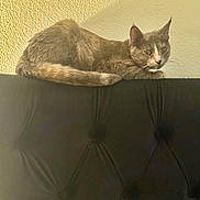 Dior Marie is registered to the contest to win money with this photo: alert, animal, cat, close_up, curious, cushion, domestic_cat, ears, feline, furniture, gray_cat, indoor, pet, resting, side_view, sofa, tail, texture, wall, whiskers