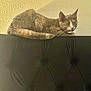 Dior Marie is registered to the contest to win money with this photo: alert, animal, cat, close_up, curious, cushion, domestic_cat, ears, feline, furniture, gray_cat, indoor, pet, resting, side_view, sofa, tail, texture, wall, whiskers