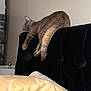 Dior Marie joined the competition — help win amazing prizes! animal, bedroom, black_couch, blanket, cat, couch, cozy, domestic_animal, feline, fur, furniture, indoor, paws, pet, relaxing, resting, sleeping, soft, tail, wall