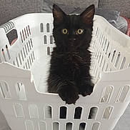 Pookie participe au concours pour gagner de l'argent avec cette photo : basket, bedroom, black_cat, closeup, curious, cushion, cute, domestic_animal, fur, indoor, kitten, laundry_basket, paws, pet, portrait, sitting, sofa, stare, whiskers, yellow_eyes