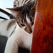 Athena participe au concours pour gagner de l'argent avec cette photo : cat, tabby, white_fur, paw, wood, furniture, indoor, curious, close_up, pet, animal, whiskers, relaxed, brown, black_stripes, soft_fur, face, resting, home, cozy