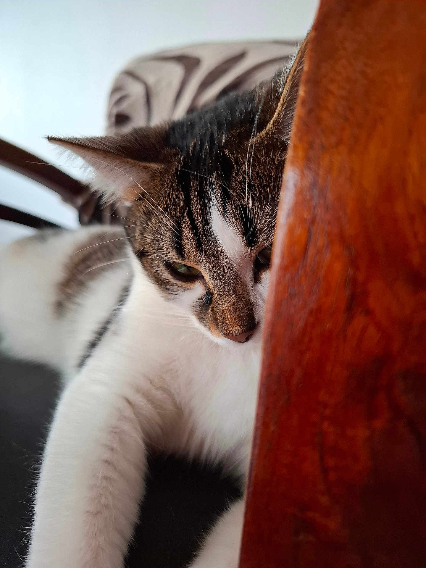 Athena participe au concours pour gagner de l'argent avec cette photo : cat, tabby, white_fur, paw, wood, furniture, indoor, curious, close_up, pet, animal, whiskers, relaxed, brown, black_stripes, soft_fur, face, resting, home, cozy
