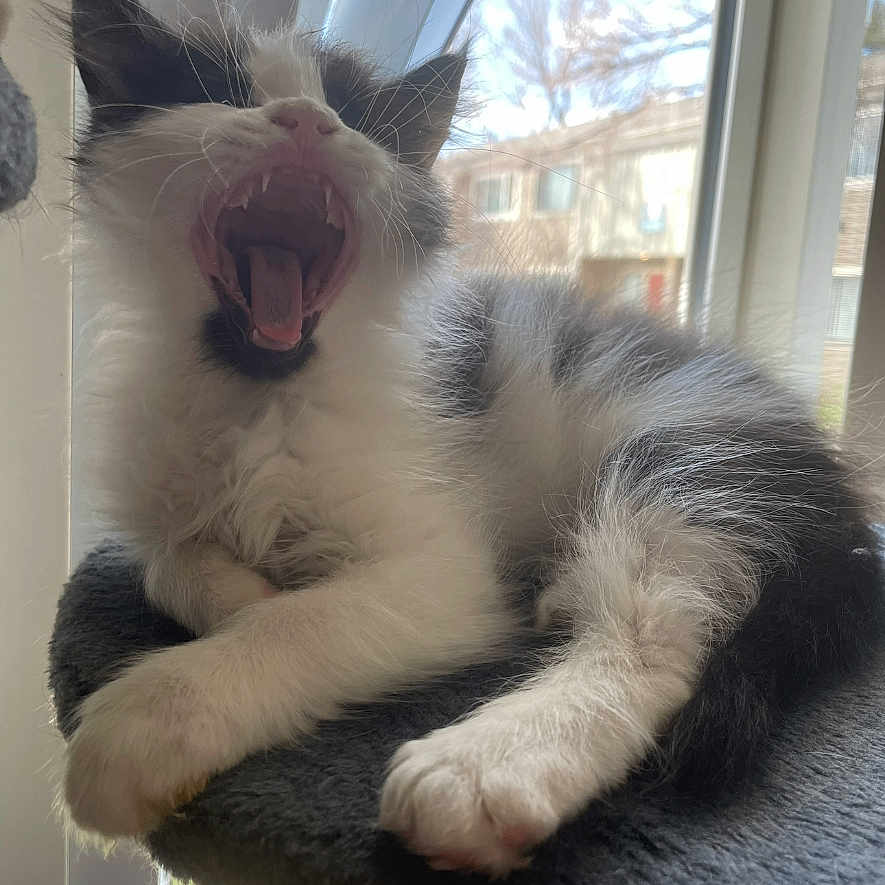 Blu is registered to the contest to win money with this photo: abyssinian, animal, bodypart, canine, cat, couch, dog, furniture, head, husky, indoors, kitten, manx, mouth, person, pet, sleeping, teeth, tongue, window