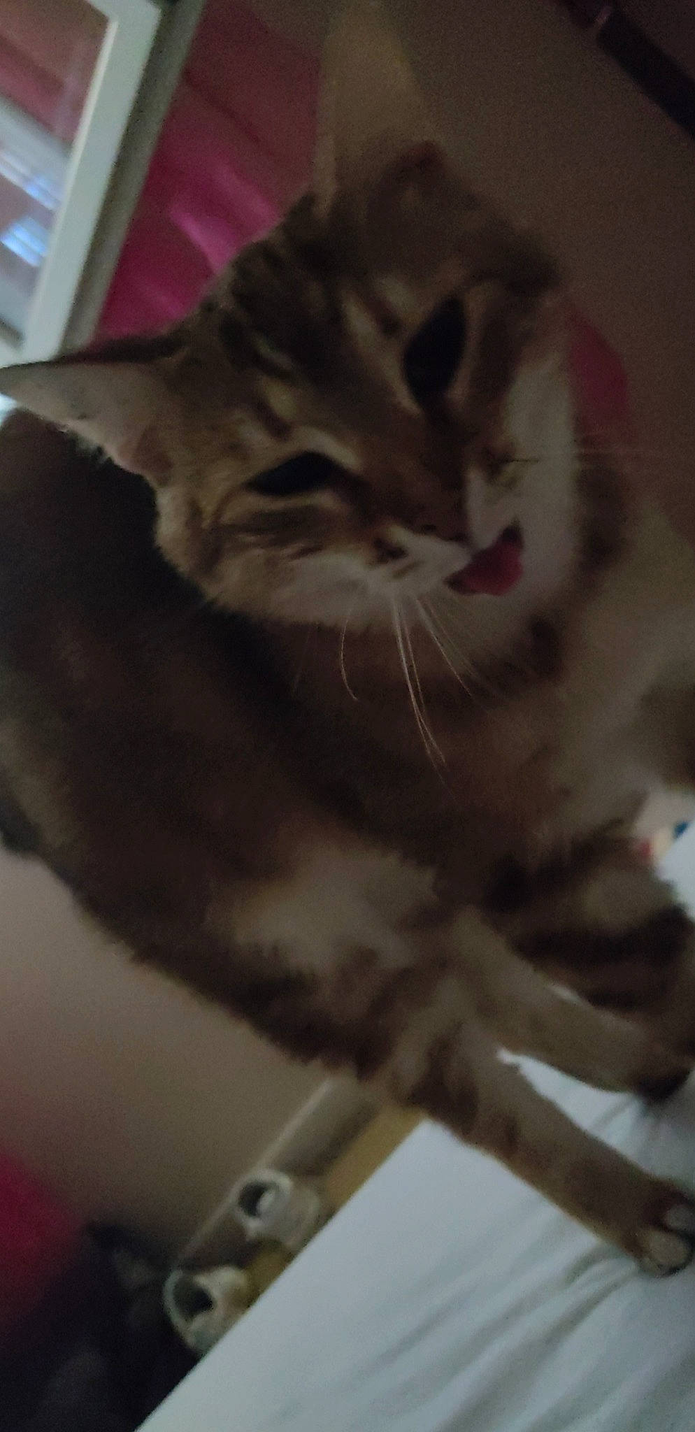 Huguette a rejoint le concours — aidez-le/la à gagner de superbes lots ! carnivore, cat, claw, domestic_short_haired_cat, door, felidae, fur, monochrome_photography, paw, small_to_medium_sized_cats, snout, tail, terrestrial_animal, twig, whiskers, window