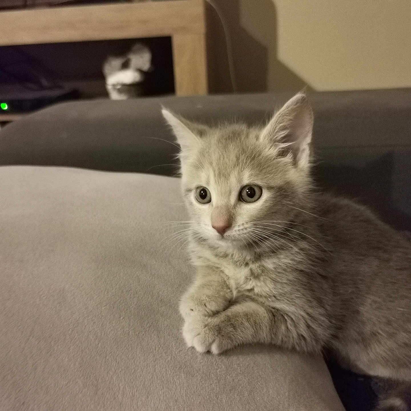Nalala a rejoint le concours — aidez-le/la à gagner de superbes lots ! animal, cat, closeup, cozy, curious, cute, domestic_animal, feline, furry, gray_fur, indoor, kitten, paws, pet, portrait, relaxed, small, soft_surface, whiskers, young