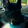 dog, french_bulldog, pet, black_dog, close_up, portrait, car_interior, harness, blue_harness, window, ear, whiskers, nose, eyes, seat, upholstery, blanket, leash, outdoors, sunlight