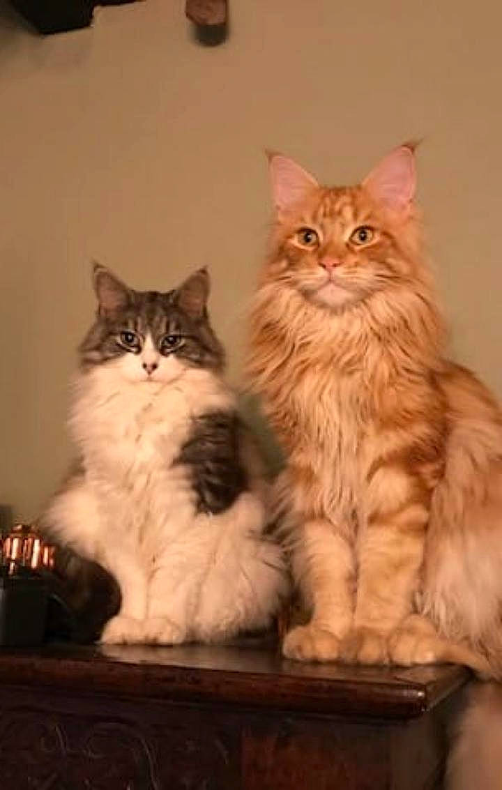 Kiara And Prince joined the competition — help win amazing prizes! asian, asian_semi_longhair, british_longhair, british_semi_longhair, carnivore, cat, cymric, domestic_long_haired_cat, felidae, kitten, kurilian_bobtail, maine_coon, mammal, napoleon_cat, norwegian_forest_cat, ragamuffin, siberian, small_to_medium_sized_cats, vertebrate, whiskers