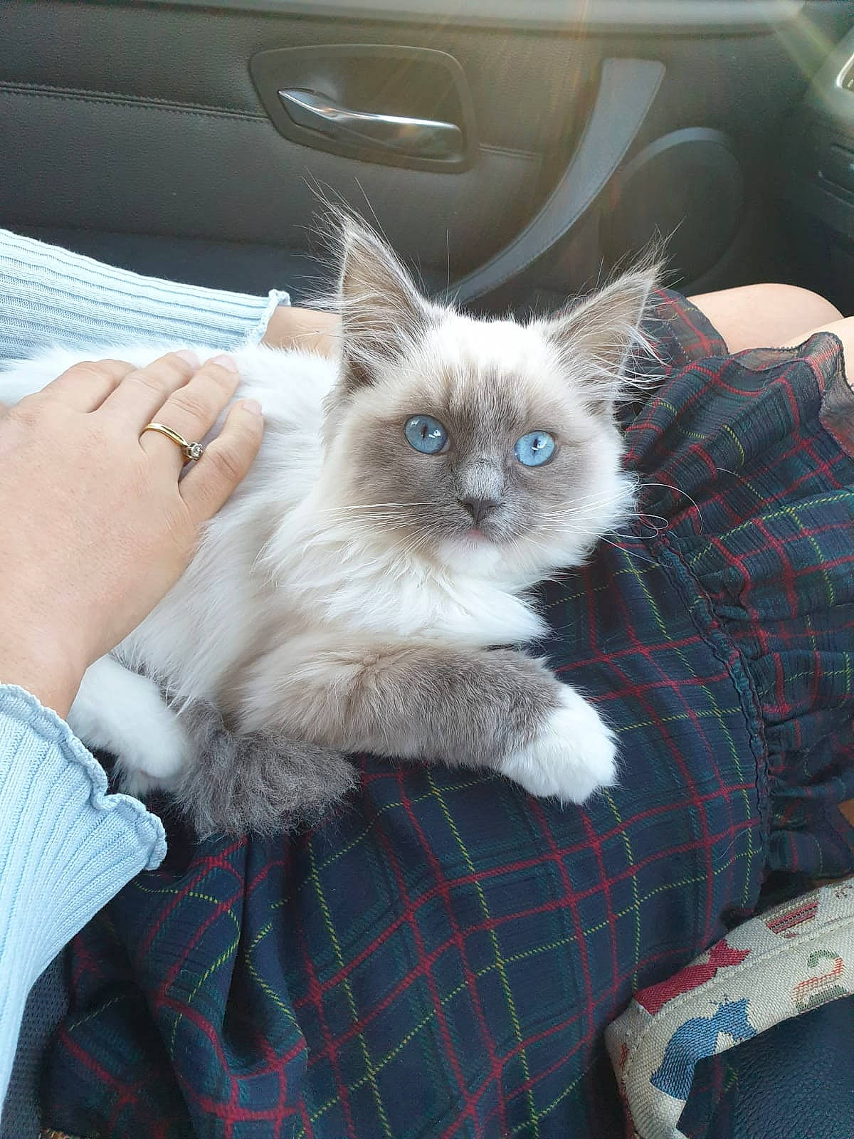 Simba is registered to the contest to win money with this photo: balinese, birman, british_semi_longhair, carnivore, cat, domestic_long_haired_cat, fawn, felidae, himalayan, kitten, mammal, ojos_azules, ragdoll, siamese, small_to_medium_sized_cats, snowshoe, thai, tonkinese, vertebrate, whiskers