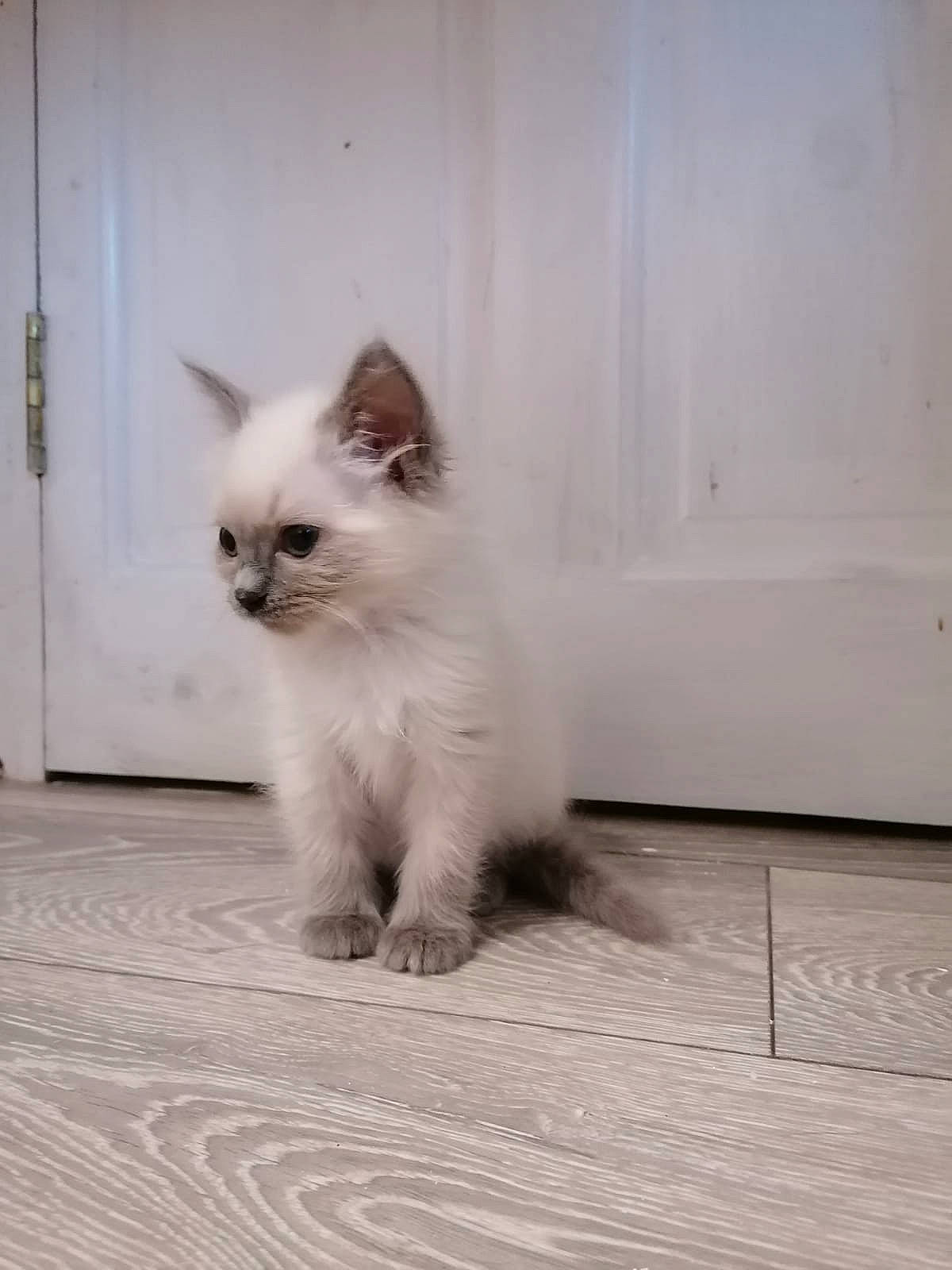 Baby Delilah joined the competition — help win amazing prizes! asian, asian_semi_longhair, balinese, birman, british_semi_longhair, carnivore, cat, eye, fawn, felidae, himalayan, kitten, mammal, ragdoll, siamese, small_to_medium_sized_cats, tail, thai, vertebrate, whiskers