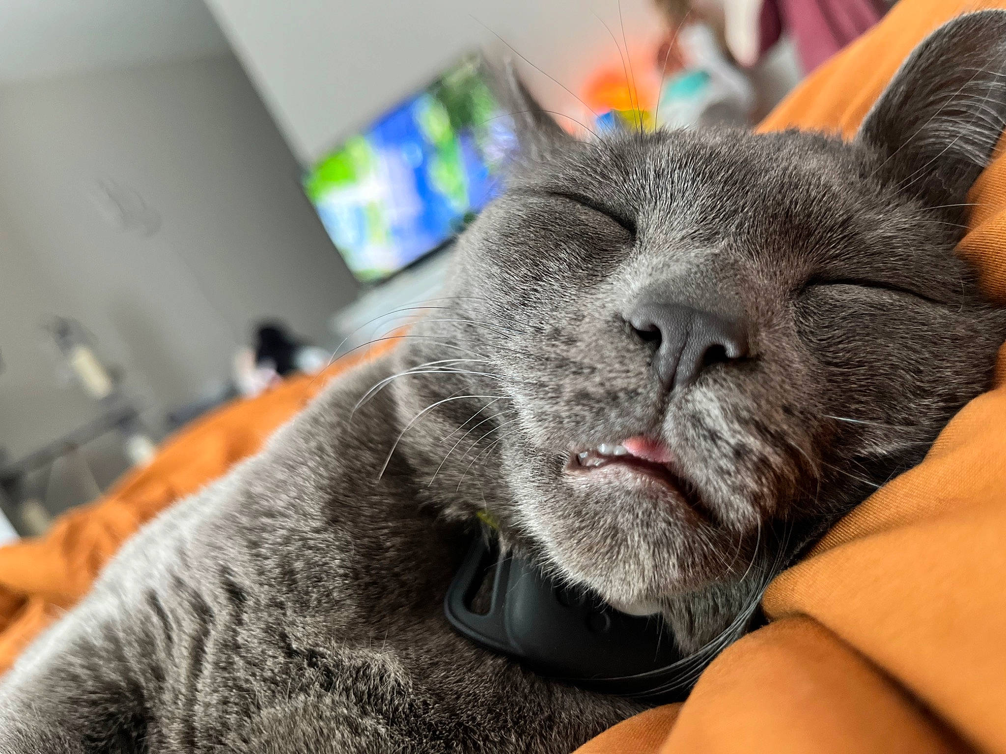 Max Max is registered to the contest to win money with this photo: carnivore, cat, comfort, domestic_short_haired_cat, ear, felidae, fur, grey, nap, russian_blue, small_to_medium_sized_cats, snout, terrestrial_animal, whiskers