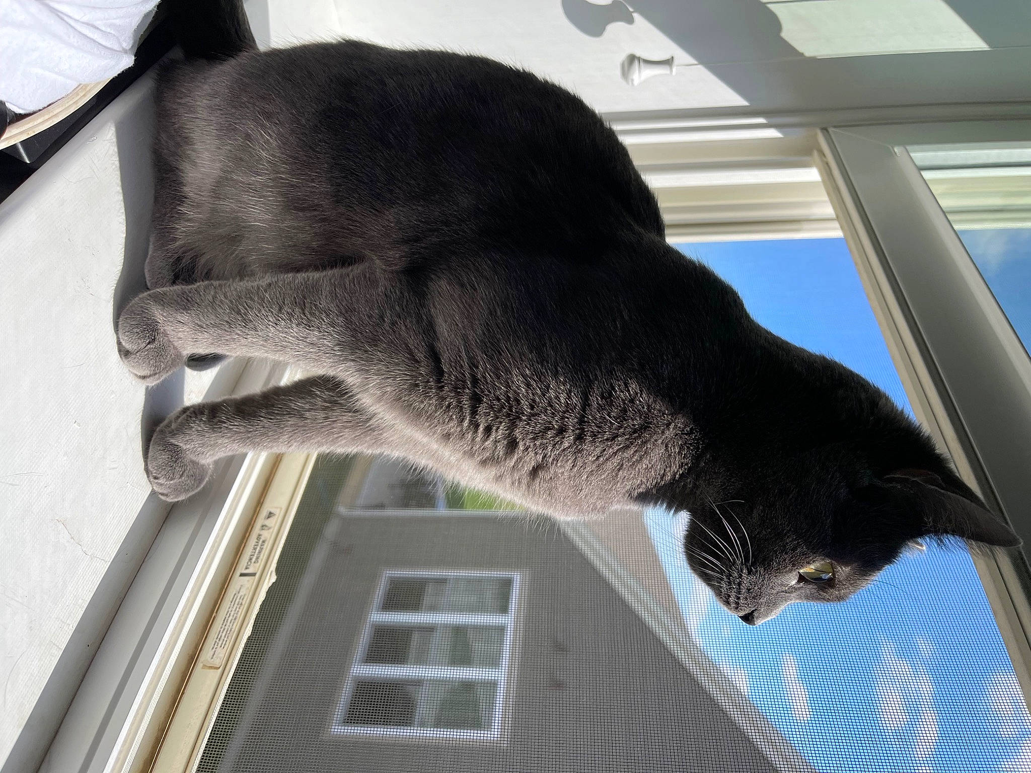 Max Max is registered to the contest to win money with this photo: building, carnivore, cat, domestic_short_haired_cat, felidae, fur, small_to_medium_sized_cats, snout, tail, terrestrial_animal, whiskers, window