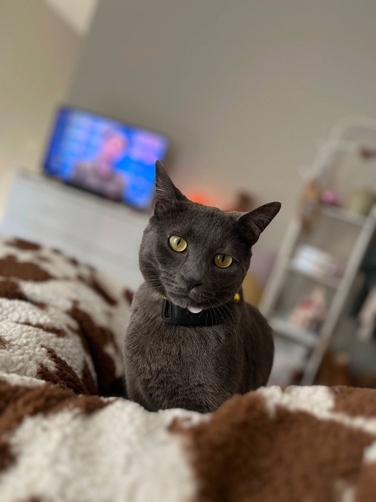 Max Max is registered to the contest to win money with this photo: black_cat, carnivore, cat, comfort, couch, domestic_short_haired_cat, felidae, fur, grey, linens, picture_frame, russian_blue, small_to_medium_sized_cats, snout, whiskers