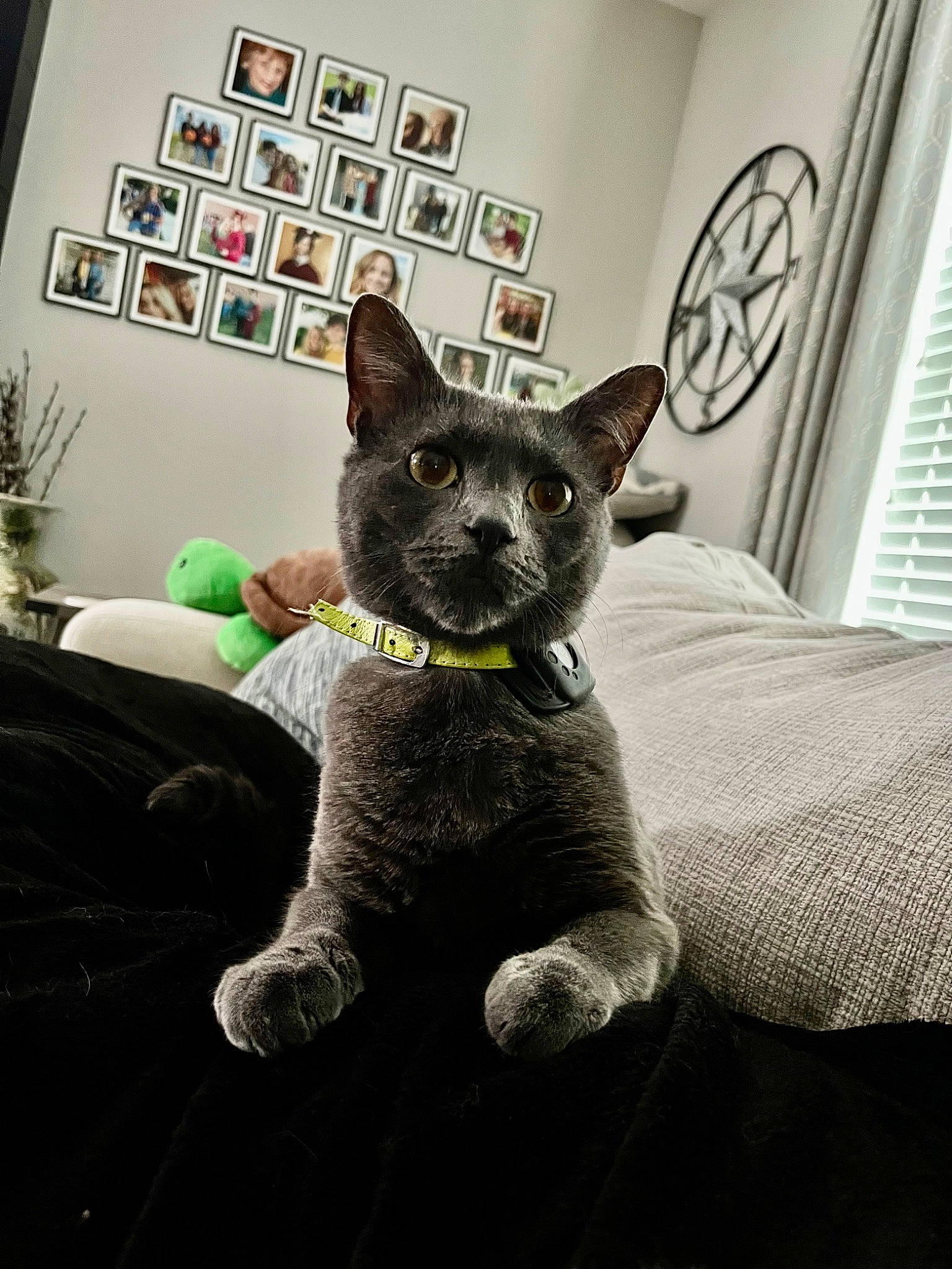 Max Max joined the competition — help win amazing prizes! canidae, carnivore, cat, comfort, couch, dog_breed, domestic_short_haired_cat, fawn, felidae, fur, grey, houseplant, picture_frame, plant, russian_blue, small_to_medium_sized_cats, snout, tail, whiskers, window