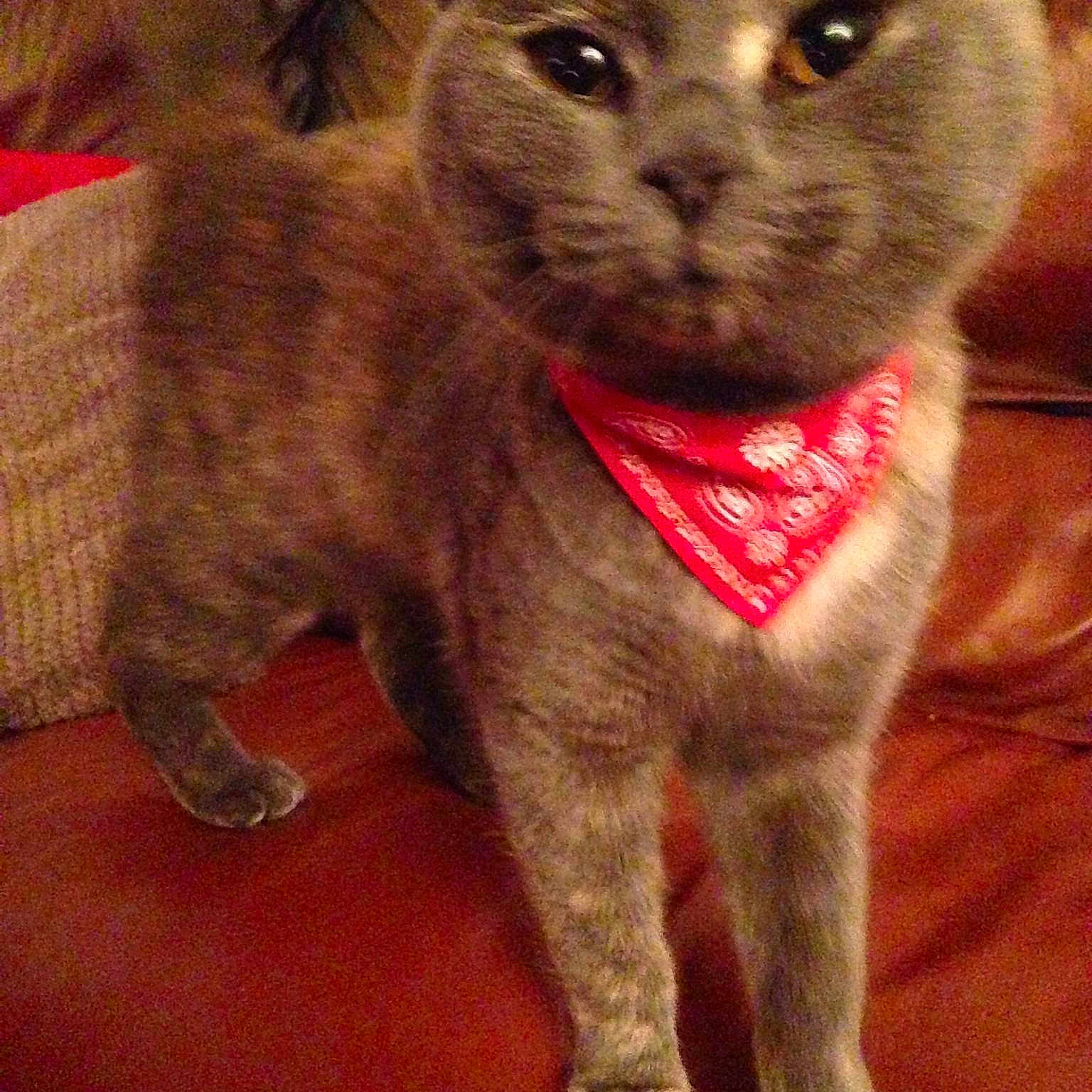 Meow Meow joined the competition — help win amazing prizes!