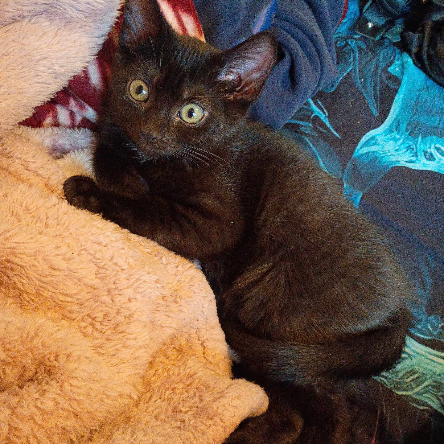 Binx is registered to the contest to win money with this photo: black_cat, kitten, pet, animal, feline, cozy, blanket, fabric, soft, cute, curious, indoor, resting, young_cat, fur, whiskers, ears, paws, relaxed, closeup