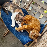 Tigrou a rejoint le concours — aidez-le/la à gagner de superbes lots ! cat, cats, feline, orange_cat, gray_cat, towel, wooden_chair, porch, outdoor, resting, animal, pet, fur, paw, relaxing, daylight, domestic, cute, companion, curious