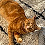 Tigrou a rejoint le concours — aidez-le/la à gagner de superbes lots ! cat, ginger_cat, pet, animal, fur, whiskers, indoor, carpet, patterned_rug, curious, relaxed, paw, closeup, domestic_cat, feline, cute, orange_fur, eyes, floor
