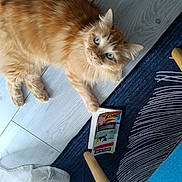 Pearcy a rejoint le concours — aidez-le/la à gagner de superbes lots ! cat, orange_tabby, blue_eyes, floor, wooden_floor, rug, blue_rug, booklet, paw, curious, indoor, furniture_leg, white_curtain, pet, domestic_cat, fluffy, relaxed, home, animal, cute