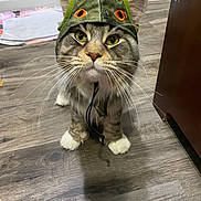 Oz joined the competition — help win amazing prizes! cat, tabby_cat, dinosaur_hat, costume, pet, indoor, wooden_floor, curious, wide_eyes, whiskers, ears, fur, animal, domestic_animal, closeup, looking_up, playful, flooring, feline, household