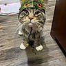 cat, tabby_cat, dinosaur_hat, costume, pet, indoor, wooden_floor, curious, wide_eyes, whiskers, ears, fur, animal, domestic_animal, closeup, looking_up, playful, flooring, feline, household