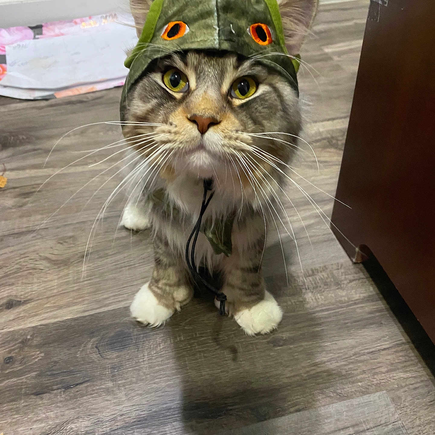 Oz joined the competition — help win amazing prizes! cat, tabby_cat, dinosaur_hat, costume, pet, indoor, wooden_floor, curious, wide_eyes, whiskers, ears, fur, animal, domestic_animal, closeup, looking_up, playful, flooring, feline, household