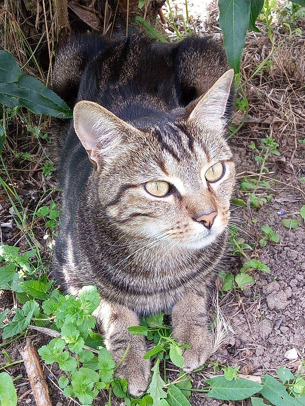 Azur a rejoint le concours — aidez-le/la à gagner de superbes lots ! bobcat, carnivore, cat, domestic_short_haired_cat, felidae, fur, grass, groundcover, lynx, plant, small_to_medium_sized_cats, snout, tail, terrestrial_animal, tree, whiskers, wildlife