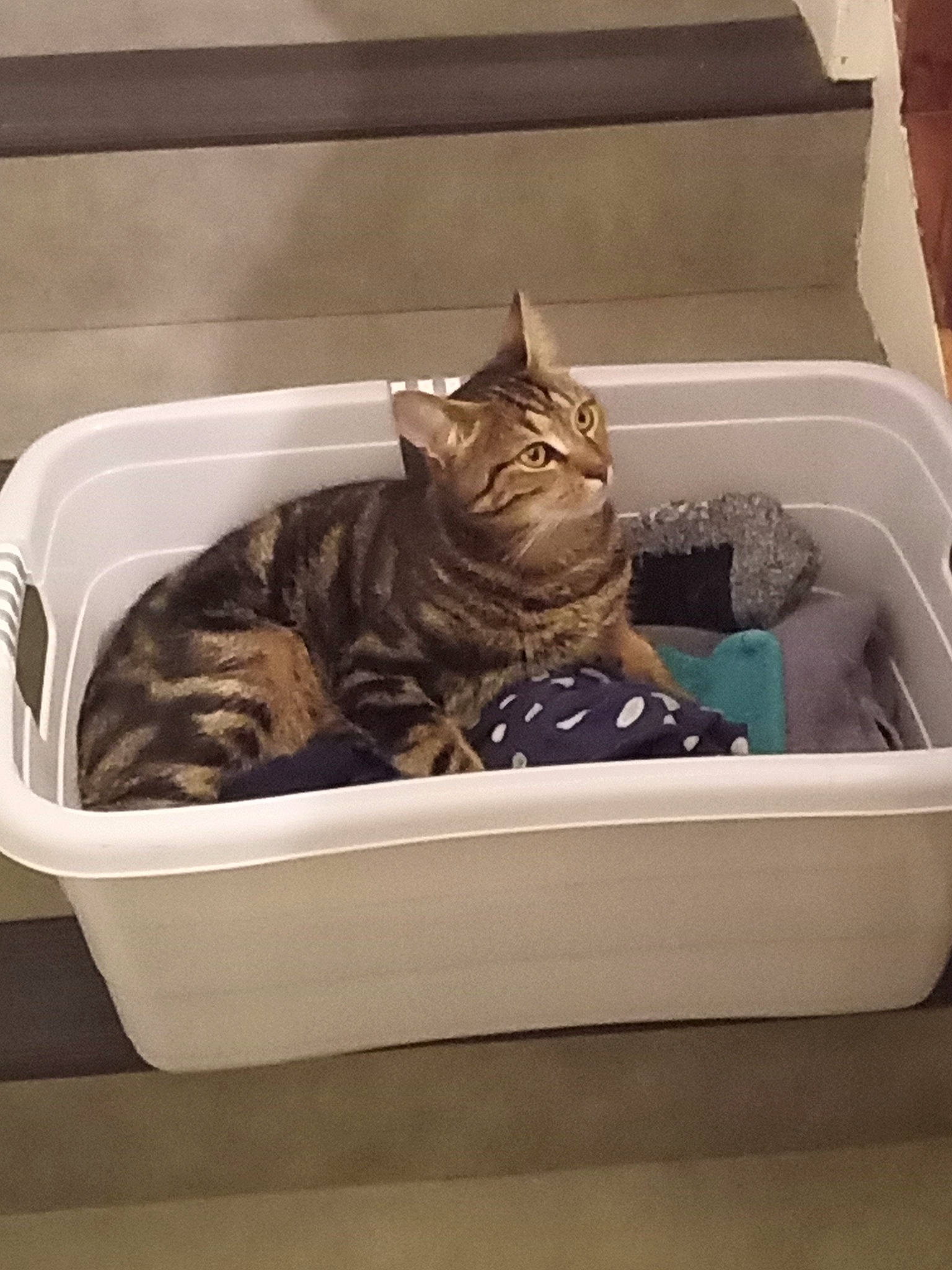 Azur participe au concours pour gagner de l'argent avec cette photo : bathroom, carnivore, cat, cat_supply, comfort, felidae, fur, pet_supply, rectangle, small_to_medium_sized_cats, terrestrial_animal, whiskers