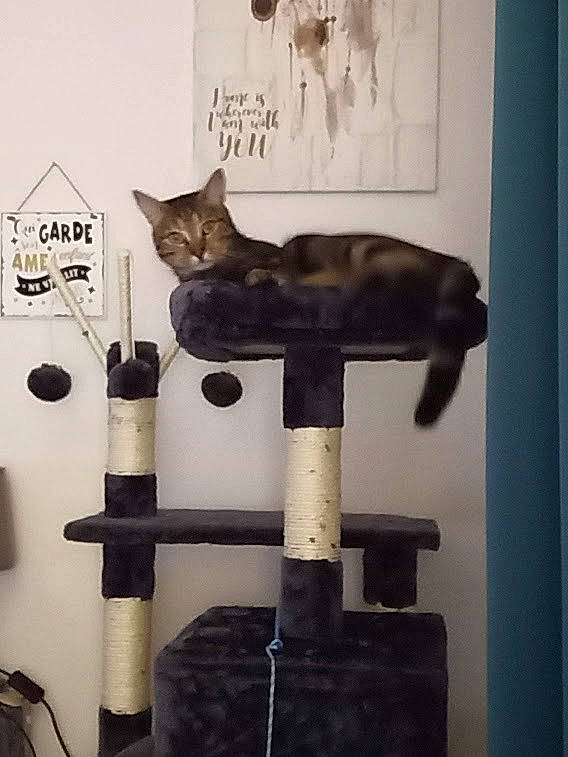 Azur participe au concours pour gagner de l'argent avec cette photo : art, bombay, carnivore, cat, cat_supply, domestic_short_haired_cat, felidae, gas, hardwood, metal, pedestal, pet_supply, pipe, plastic_bottle, room, small_to_medium_sized_cats, tail, visual_arts, whiskers, wood