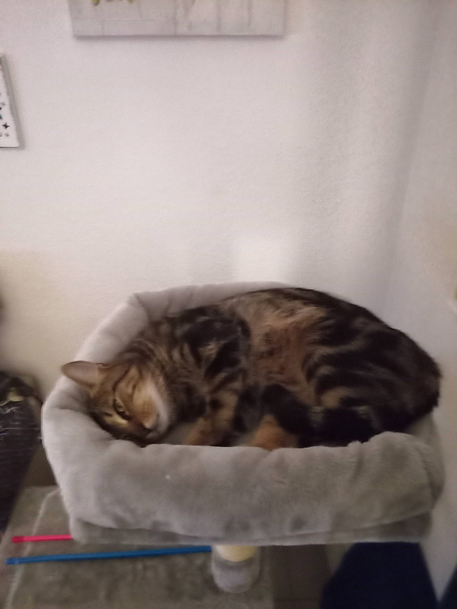 Azur a rejoint le concours — aidez-le/la à gagner de superbes lots ! carnivore, cat, cat_bed, comfort, domestic_short_haired_cat, felidae, fur, grey, hardwood, nap, picture_frame, room, sleep, small_to_medium_sized_cats, snout, tail, terrestrial_animal, wall_plate, whiskers, wood