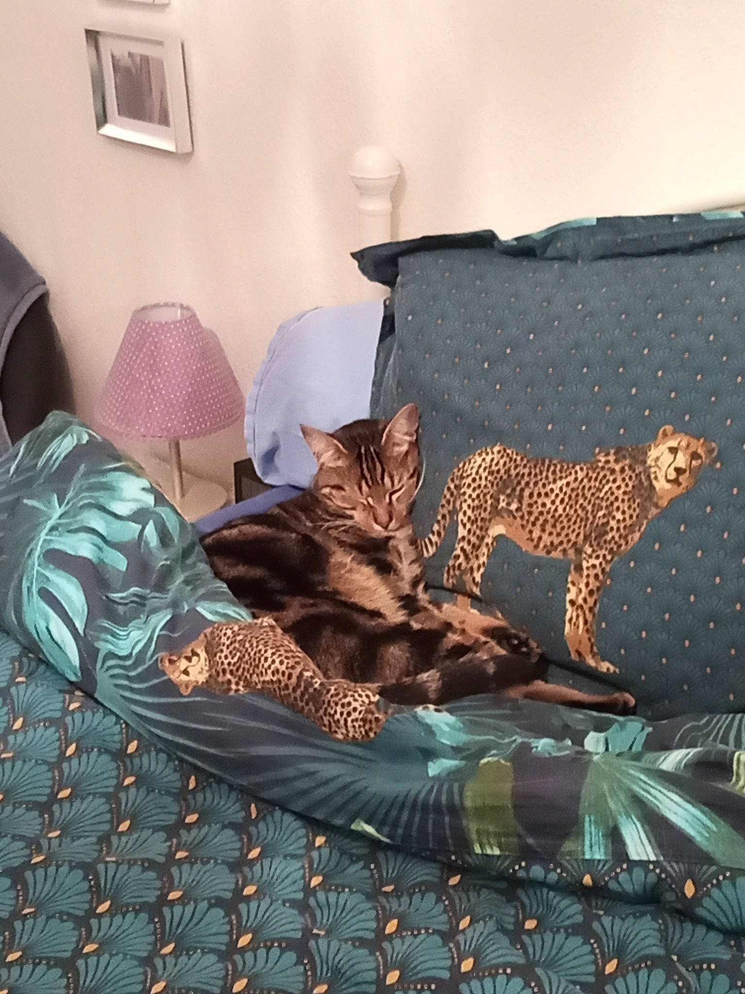 Azur participe au concours pour gagner de l'argent avec cette photo : carnivore, cat, comfort, fawn, felidae, floor, flooring, grey, interior_design, linens, pattern, picture_frame, small_to_medium_sized_cats, tail, textile, tints_and_shades, tree, whiskers, window, wood