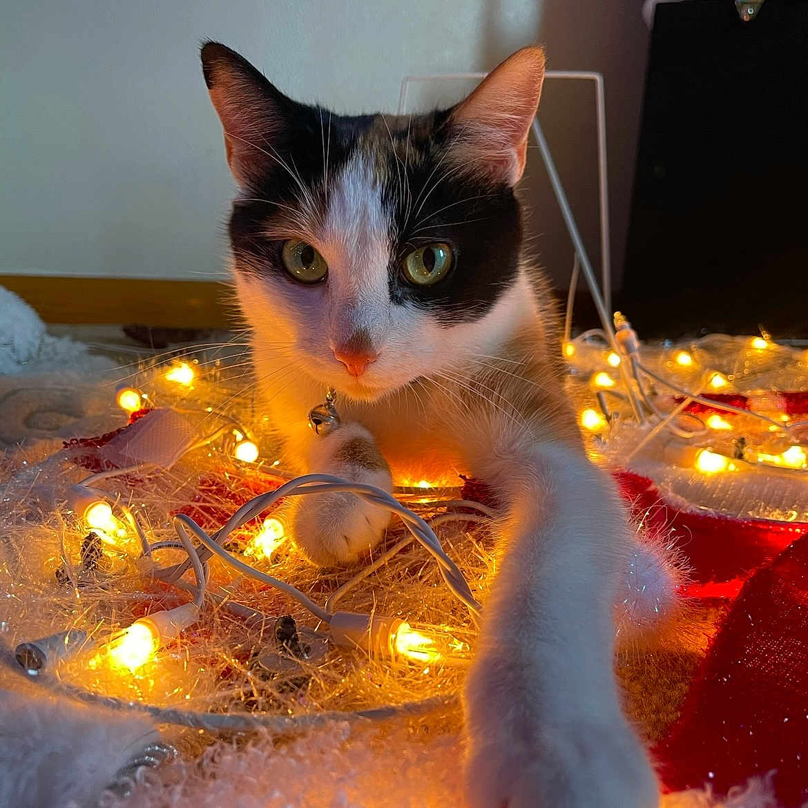 Honey is registered to the contest to win money with this photo: abyssinian, animal, architecture, building, candle, cat, computer, electronics, festival, furniture, indoors, kitten, laptop, light, lighting, livingroom, manx, pc, pet, wood