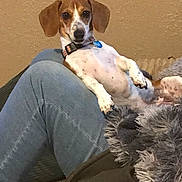 Stella is registered to the contest to win money with this photo: dog, pet, indoor, relaxed, lap, person, jeans, blanket, fur, collar, brown, white, spotted, carpet, wall, casual, comfort, cute, animal, companion