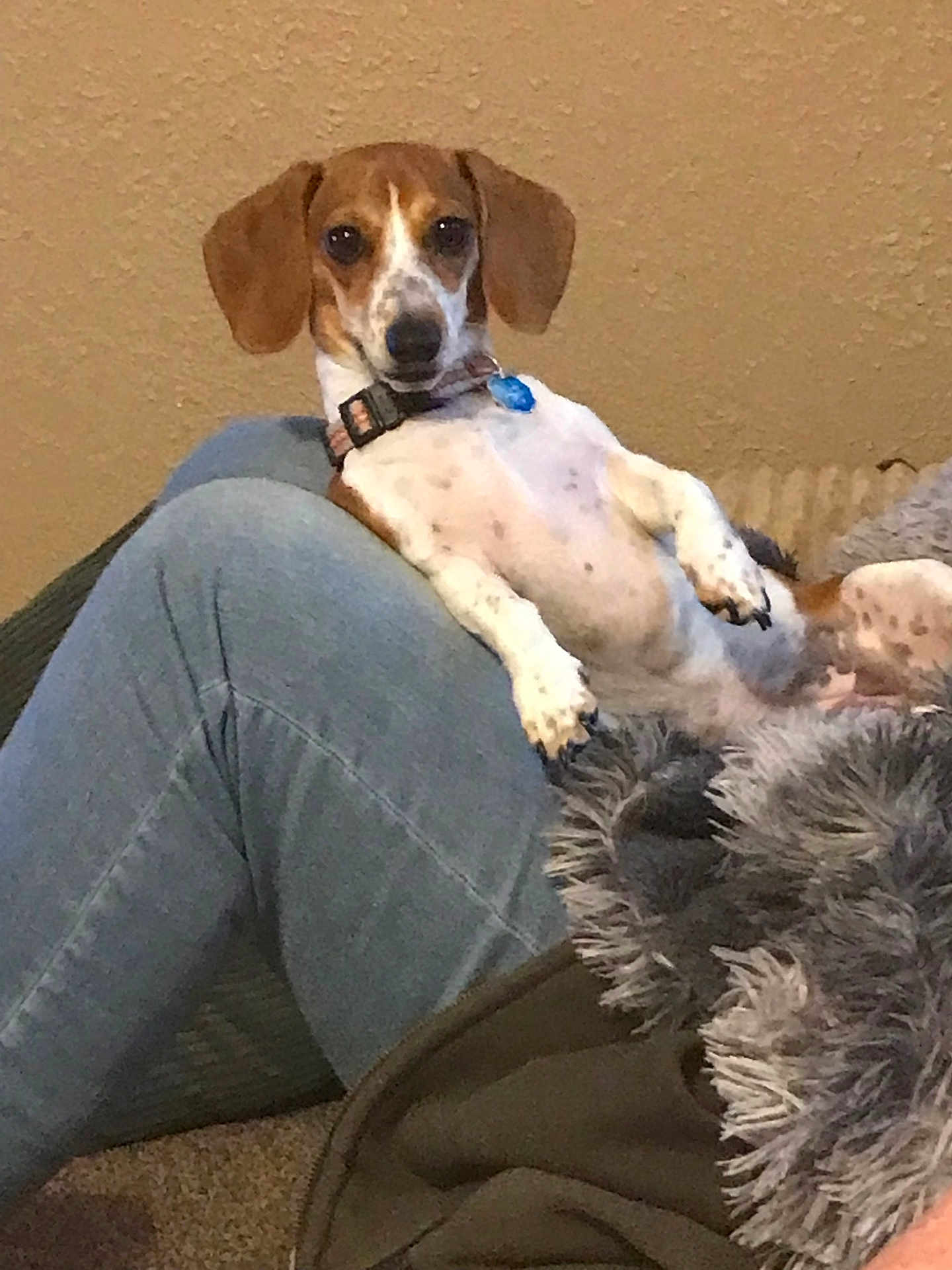 Stella