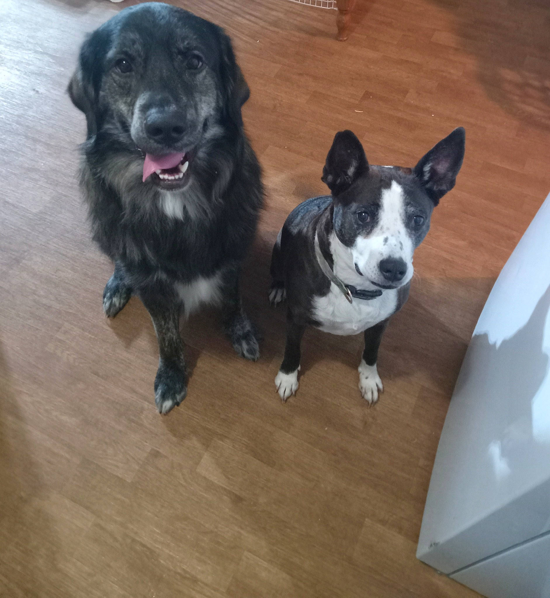 Ben joined the competition — help win amazing prizes! borador, canidae, carnivore, collar, companion_dog, dog, dog_breed, dog_collar, dog_supply, flooring, fur, hardwood, laminate_flooring, snout, sporting_group, tail, whiskers, wood, wood_flooring, working_animal