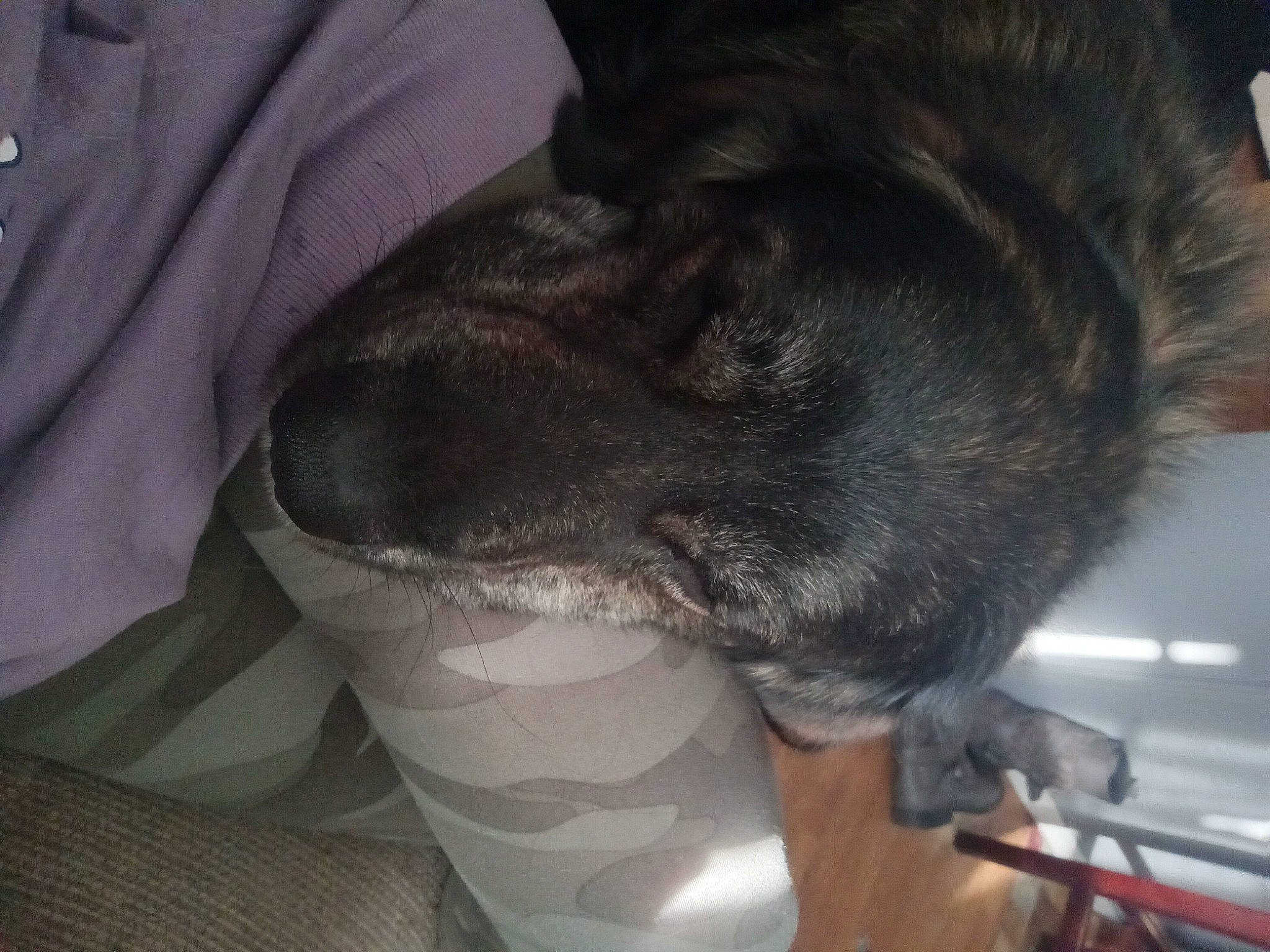 Ben is registered to the contest to win money with this photo: canidae, carnivore, claw, comfort, companion_dog, dog, dog_breed, ear, felidae, fur, gesture, guard_dog, nap, paw, small_to_medium_sized_cats, snout, sporting_group, tail, whiskers, windshield