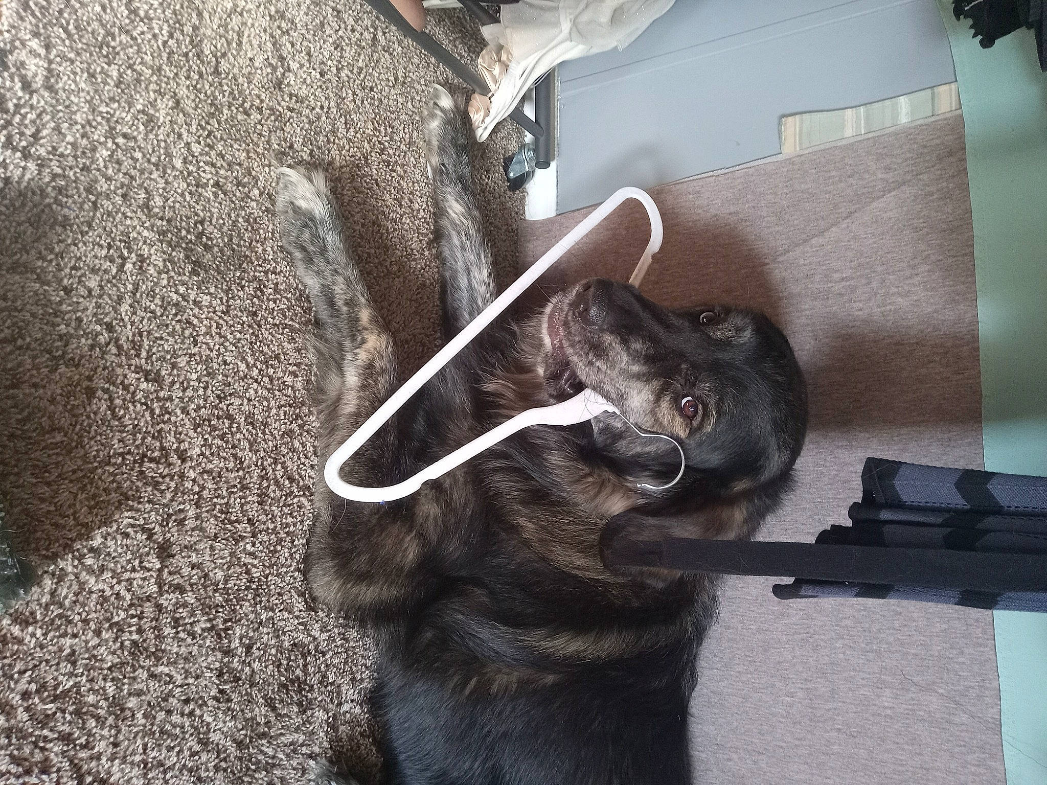 Ben joined the competition — help win amazing prizes! automotive_tire, black_cat, canidae, carnivore, cat, claw, collar, comfort, dog_breed, domestic_short_haired_cat, felidae, flooring, fur, grey, pet_supply, small_to_medium_sized_cats, sporting_group, tail, whiskers, working_animal