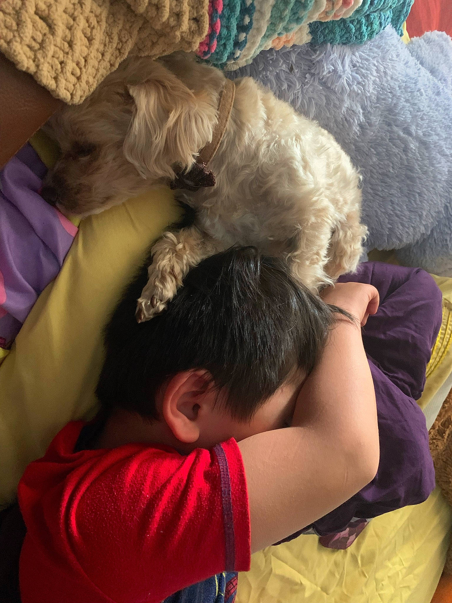Skye joined the competition — help win amazing prizes! canidae, carnivore, child, comfort, companion_dog, couch, dog, dog_breed, fawn, fun, fur, gesture, linens, nap, sitting, small_terrier, sporting_group, stuffed_toy, textile, toy_dog