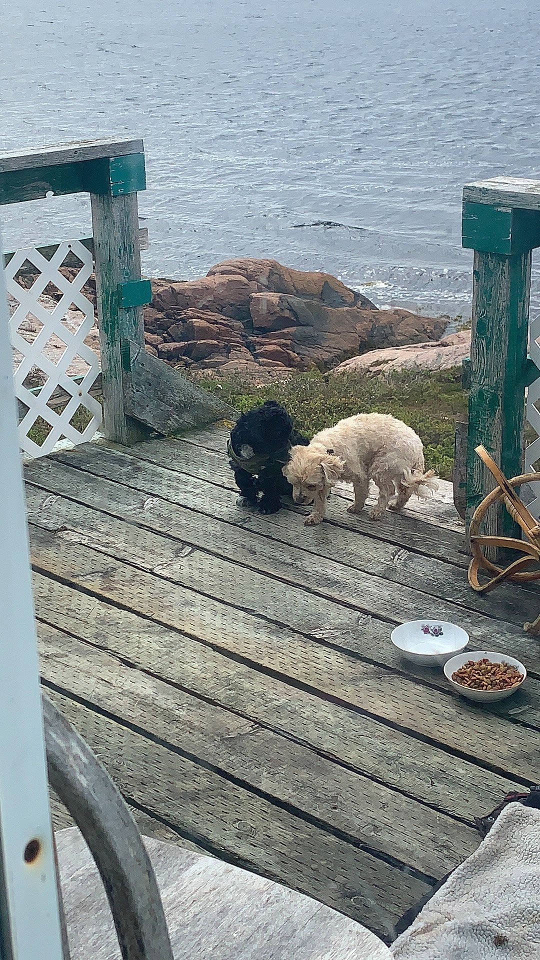 Oreo is registered to the contest to win money with this photo: boardwalk, carnivore, chair, companion_dog, deck, dock, dog, dog_breed, door, fawn, flooring, handrail, hardwood, lake, ocean, outdoor_furniture, plank, tail, water, wood