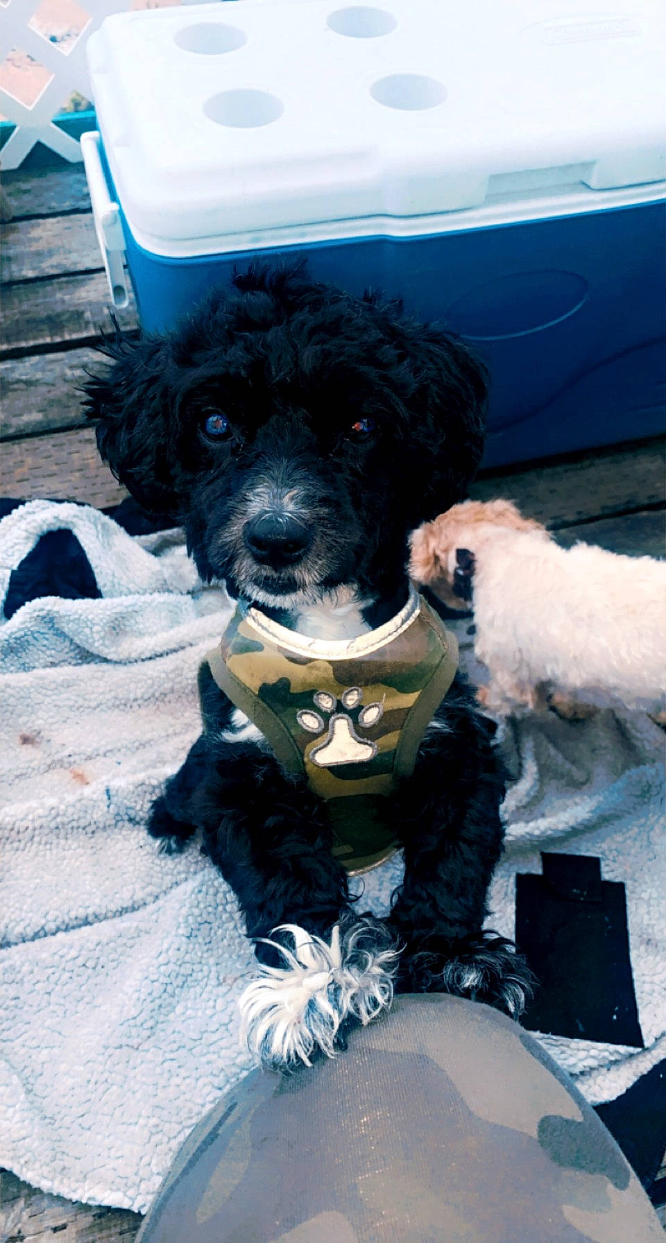 Oreo joined the competition — help win amazing prizes! blue, canidae, carnivore, companion_dog, dog, dog_breed, dog_clothes, dog_collar, dog_supply, electric_blue, fur, labradoodle, puppy_love, snout, sporting_group, terrier, toy, toy_dog, winter, working_animal